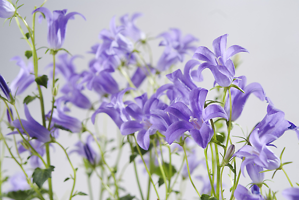 포토 JPG 해외이미지 식물 계절 꽃잎 꽃 꽃다발 백그라운드 잎 꽃무늬 자연 사람없음 야외 장식 초록색 파란색 빛 햇빛 태양 정원 보라색 봄 들꽃 성장 벚꽃 종 흰색 개화 닫기 다발 제비꽃 원예 부드러움 라일락 블루벨 영원 해외202004 해외포토 자연요소 컬러 무늬 모션 취미 감각 생태계 파일형식 이미지허브