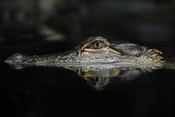 포토 JPG 해외이미지 동물 야생동물 파충류 저울 사람없음 물 강 반사 머리 검은색 어둠 봄 기다림 가장자리 공격 피부 사냥 악어 남쪽 스파이 울퉁불퉁 플로리다 해외202004 해외포토 자연요소 계절 컬러 모션 신체부위 미국 둘레 방향 파일형식 이미지허브