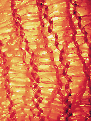 포토 JPG 해외이미지 선 백그라운드 패턴 오렌지 벽지 추상 나선형 사람없음 빨간색 소용돌이 닫기 묘사 질감 해외202004 해외포토 컬러 무늬 과일 모션 회오리 파일형식 이미지허브