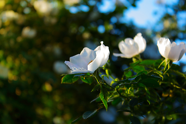 포토 JPG 해외이미지 나무 식물 계절 공원 꽃잎 꽃 줄기 잎 자연 새로움 사람없음 야외 가로 초록색 빛 태양 장미 환경 정원 봄 성장 벚꽃 나뭇가지 숲 4월 땅 해외202004 해외포토 자연요소 공공시설 컬러 컨셉 날짜 생태계 파일형식 이미지허브