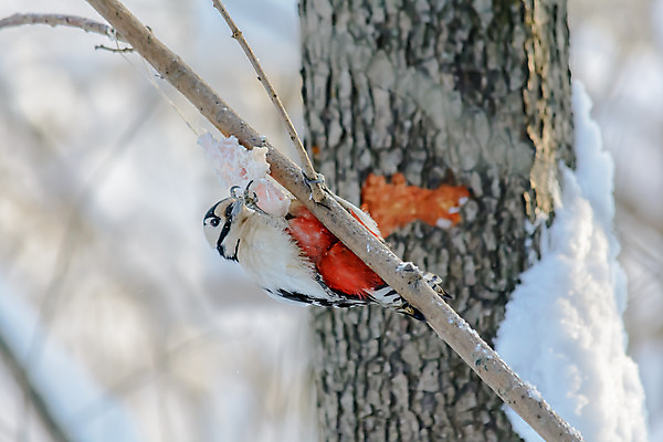 포토 JPG 해외이미지 나무 동물 계절 공원 야생동물 음식 겨울 자연 조류 사람없음 야외 목재 빨간색 컬러풀 햇빛 태양 환경 정원 맑음 냉동 검은색 추위 흰색 나뭇가지 숲 작음 먹이 깃털 서리 부리 동물상 수유 해외202004 해외포토 자연요소 식물 공공시설 컬러 재료 날씨 조형물 크기 생태계 파일형식 이미지허브