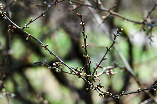 포토 JPG 해외이미지 나무 식물 계절 꽃 백그라운드 잎 꽃무늬 자연 추상 사람없음 봄 수확 흰색 나뭇가지 체리 클래식 사과 숲 배열 질감 자두 그런지 양피지 옛날 해외202004 해외포토 컬러 컨셉 무늬 농업 과일 생태계 파일형식 이미지허브
