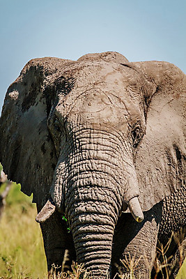 포토 JPG 해외이미지 동물 공원 야생동물 여행 백그라운드 포유류 아프리카 자연 코끼리 국립공원 사람없음 야외 여행객 환경 힘 황무지 보호 큼 사파리 상아 멸종 남쪽 나미비아 해외202004 해외포토 공공시설 나라 컨셉 사람 크기 방향 생태계 남아프리카 파일형식 이미지허브
