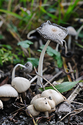 포토 JPG 해외이미지 식물 계절 자연 사람없음 갈색 버섯 가을 숲 유기농 곰팡이 해외202004 해외포토 웰빙 컬러 생태계 파일형식 이미지허브