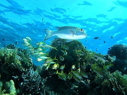 포토 JPG 해외이미지 식물 동물 야생동물 잎 자연 표면 어류 사람없음 초록색 물 여름 반사 사진촬영 수중 투명 스노클링 산호 잠수부 잠수함 다이빙 암초 동물상 해외202004 해외포토 자연요소 계절 컬러 조형물 촬영 수영 수중동물 수상스포츠 자포동물 전문직 생태계 수중스포츠 파일형식 이미지허브