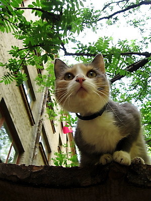 포토 JPG 해외이미지 나무 동물 응시 백그라운드 자연 주택 사람없음 고양이 흰색 동물상 해외202004 해외포토 식물 시선 컬러 포유류 건물 반려동물 조형물 생태계 파일형식 이미지허브