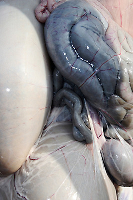 포토 JPG 해외이미지 동물 해부 육류 사람없음 내부 농장 죽음 양 오르간 생물학 날것 간 양고기 정육점 해외202004 해외포토 교육 농업 식재료 포유류 의학 상점 장기_의학 건반악기 파일형식 이미지허브