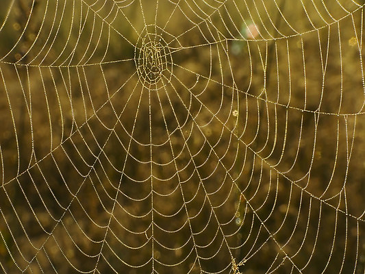 포토 JPG 해외이미지 나무 식물 꽃 아침 사람없음 안개 실 떨어짐 거미줄 거미 올가미 해외202004 해외포토 주간 곤충 컨셉 날씨 파일형식 이미지허브