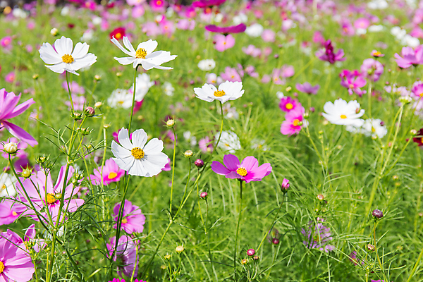 포토 JPG 해외이미지 식물 계절 공원 꽃잎 꽃 백그라운드 꽃무늬 밭 자연 아침 국화 풍경 사람없음 야외 초록색 여름 파란색 빛 컬러풀 환경 정원 맑음 일몰 봄 꿈 벚꽃 가을 신선 개화 코스모스 데이지 꽃가루 거베라 강렬 고립 꽃수술 해외202004 해외포토 주간 공공시설 컬러 무늬 농업 날씨 노을 가루 생태계 파일형식 이미지허브