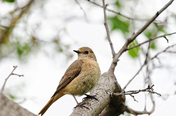 포토 JPG 해외이미지 나무 동물 배너 여자 야생동물 백그라운드 날개 오렌지 자연 조류 앉기 사람없음 야외 초록색 여름 컬러풀 갈색 노란색 정원 봄 흰색 나뭇가지 깃털 부리 내추럴 해외202004 해외포토 식물 계절 컬러 과일 모션 사람 생태계 파일형식 이미지허브