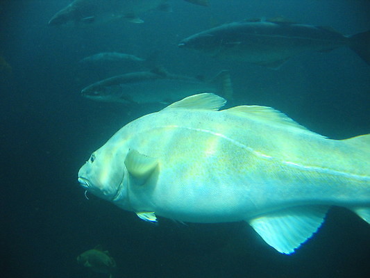 포토 JPG 해외이미지 바다 자연 유리 노르웨이 어류 사람 사람없음 빨간색 물 파란색 반사 수영 게 흰색 장어 쇼 수족관 해외202004 해외포토 자연요소 유럽 컬러 재질 갑각류 수중동물 수상스포츠 생태계 파일형식 이미지허브