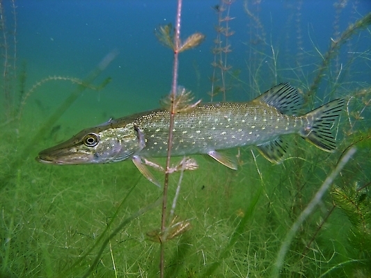 포토 JPG 해외이미지 식물 동물 호수 야생동물 잎 자연 어류 사람없음 초록색 물 수중 스노클링 동물상 민물 해외202004 해외포토 자연요소 컬러 조형물 수중동물 수상스포츠 생태계 파일형식 이미지허브