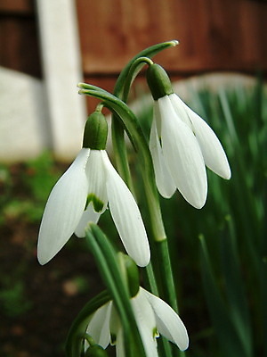 포토 JPG 해외이미지 꽃 사람없음 아웃포커스 스노드롭 해외202004 해외포토 식물 촬영기법 파일형식 이미지허브