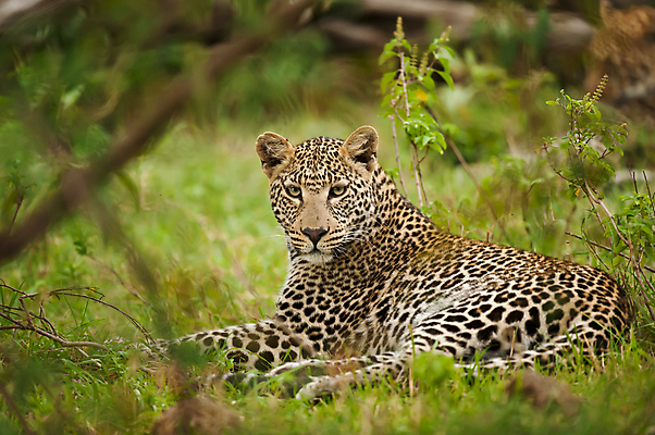 포토 JPG 해외이미지 동물 한마리 응시 야생동물 포유류 아프리카 자연 휴식 사람없음 가로 쌓기 고양이 점 황무지 육식동물 케냐 표범 내추럴 해외202004 해외포토 1 시선 나라 컨셉 모션 반려동물 생태계 파일형식 이미지허브