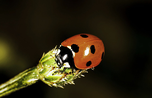 포토 JPG 해외이미지 곤충 오렌지 스웨덴 사람없음 노란색 벌레 딱정벌레 무당벌레 2014년 진홍색 해외202004 해외포토 동물 컬러 과일 북유럽 빨간색 연도 파일형식 이미지허브