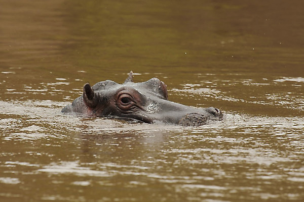 포토 JPG 해외이미지 동물 1 야생동물 포유류 아프리카 자연 국립공원 사람없음 물 강 큼 사파리 하마 케냐 해외202004 해외포토 자연요소 공원 나라 크기 생태계 파일형식 이미지허브