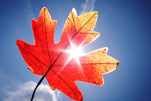 포토 JPG 해외이미지 꽃 잎 하늘 사람없음 빨간색 컬러풀 태양 노란색 정원 맑음 가을 떨어짐 만족 해외202004 해외포토 자연요소 식물 계절 감정 컬러 컨셉 날씨 파일형식 이미지허브