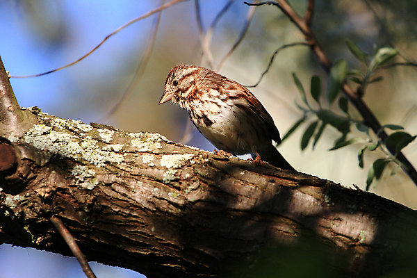 포토 JPG 해외이미지 나무 동물 야생동물 날개 노래 자연 조류 앉기 사람없음 야외 갈색 정원 봄 흰색 나뭇가지 작음 깃털 부리 참새 내추럴 해외202004 해외포토 식물 계절 음악 컬러 모션 크기 생태계 파일형식 이미지허브