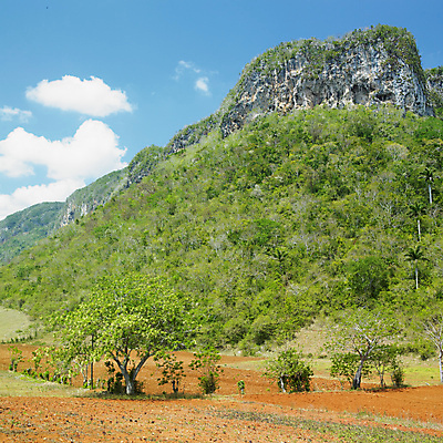 포토 JPG 해외이미지 나무 식물 외관 여행 자연 풍경 사람없음 야외 미국 세계문화유산 성장 세계여행 중앙아메리카 라틴아메리카 언덕 쿠바 내추럴 서인도제도 해외202004 해외포토 북아메리카 아메리카 세계 문화재 생태계 파일형식 이미지허브