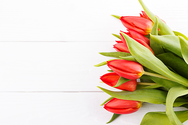 포토 JPG 해외이미지 식물 계절 꽃잎 꽃 줄기 꽃다발 백그라운드 잎 꽃무늬 자연 부활절 사람없음 장식 빨간색 초록색 컬러풀 봄 활발 튤립 벚꽃 인사 신선 화려 개화 다발 오브젝트 해외202004 해외포토 기념일 컬러 컨셉 무늬 예절 생태계 파일형식 이미지허브