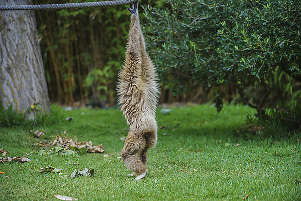 포토 JPG 해외이미지 나무 동물 아시아 얼굴 야생동물 포유류 자연 매달리기 사람없음 흰색 원숭이 표현 입 멸종 유인원 원시시대 침팬지 배려 해외202004 해외포토 식물 나라 컬러 모션 신체부위 역사 생태계 파일형식 이미지허브