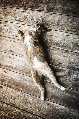 포토 JPG 해외이미지 동물 얼굴 포즈 백그라운드 포유류 자연 휴식 생물 사람없음 반려동물 귀여움 고양이 줄무늬 아기 잠 꼬리 귀 육식동물 얼룩무늬 솜털 기르기 발톱 유래 안락 해외202004 해외포토 컨셉 무늬 발 사람 신체부위 생태계 돌봄 파일형식 이미지허브