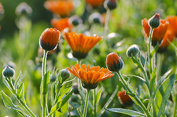 포토 JPG 해외이미지 식물 계절 꽃잎 꽃 백그라운드 잎 꽃무늬 패턴 밭 오렌지 자연 건강 사람없음 장식 빨간색 초록색 여름 컬러풀 햇빛 노란색 머리 정원 봄 활발 성장 벚꽃 침대 개화 그룹 황금 묘사 원예 질감 화단 내추럴 해외202004 해외포토 컬러 가구 컨셉 무늬 농업 과일 취미 신체부위 태양 생태계 파일형식 이미지허브