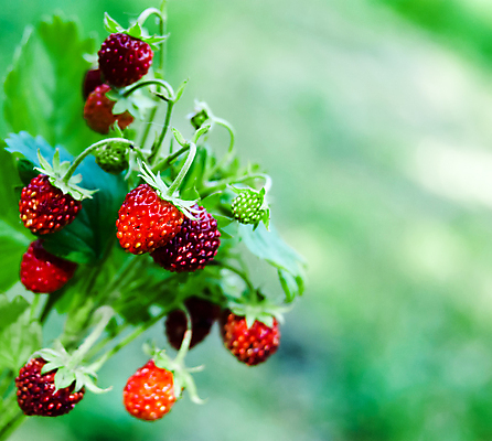 포토 JPG 해외이미지 식물 계절 열매 유럽 음식 꽃다발 백그라운드 잎 꽃무늬 다이어트 과일 재료 자연 딸기 디저트 건강 사람없음 목재 빨간색 초록색 여름 식사 모임 수확 성장 신선 달콤 맛 숲 먹기 유기농 날것 내추럴 삼림지대 숙성 해외202004 해외포토 나무 웰빙 꽃 나라 컬러 컨셉 무늬 농업 모션 생태계 파일형식 이미지허브