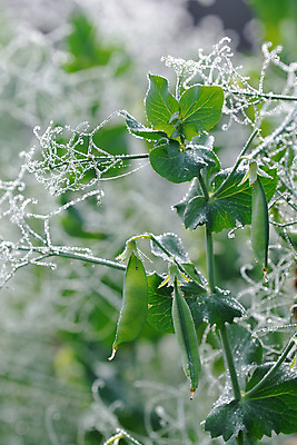 포토 JPG 해외이미지 식물 음식 줄기 잎 밭 농업 채소 자연 콩 실내 건강 사람없음 세로 초록색 농작물 농장 정원 수확 성장 신선 닫기 맛 이슬 유기농 완두콩 날것 꼬투리 밭일 숙성 채식주의자 많음 해외202004 해외포토 웰빙 산업 컬러 컨셉 모션 곡류 내부 생태계 채식 파일형식 이미지허브