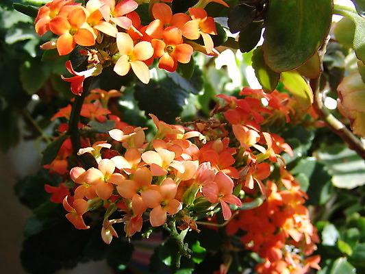 포토 JPG 해외이미지 식물 계절 꽃잎 꽃 잎 오렌지 자연 사람 사람없음 야외 가로 초록색 여름 햇빛 약 머리 정원 봄 벚꽃 나뭇가지 시간 개화 선택 작음 허브 싱글 원예 꽃수술 영원 정중 해외202004 해외포토 나무 컬러 컨셉 과일 의학 취미 신체부위 태양 크기 생태계 파일형식 이미지허브