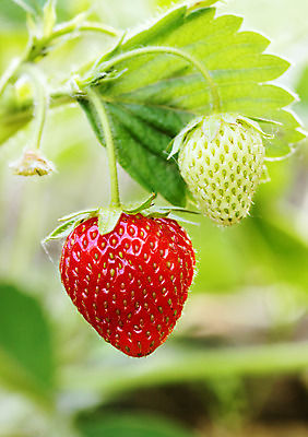 포토 JPG 해외이미지 식물 열매 꽃 선 음식 백그라운드 잎 밭 농업 다이어트 채소 과일 재료 자연 딸기 건강 사람없음 야외 빨간색 초록색 농작물 농장 농경지 정원 흙 봄 샐러드 성장 흰색 시골 신선 땅 유기농 아로마 내추럴 밭일 숙성 줄서기 채식주의자 세련 해외202004 해외포토 웰빙 계절 산업 컬러 모션 생태계 채식 파일형식 이미지허브