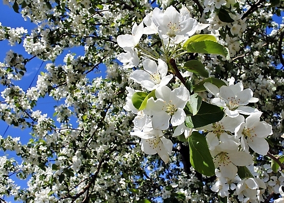 포토 JPG 해외이미지 나무 식물 계절 꽃잎 꽃 백그라운드 잎 꽃무늬 과일 자연 하늘 친절 새로움 사람없음 초록색 파란색 빛 정원 봄 성장 벚꽃 흰색 나뭇가지 신선 개화 사과 과수원 순수 묘사 원예 아로마 부드러움 내추럴 꽃수술 생태학 해외202004 해외포토 교육 컬러 컨셉 무늬 농업 취미 감각 생태계 파일형식 이미지허브