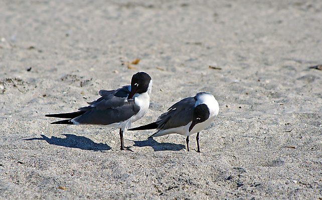 포토 JPG 해외이미지 동물 커플 공원 야생동물 모래 여행 2 날개 자연 갈매기 조류 서기 사람없음 야외 여름 햇빛 머리 평화 검은색 미국 흰색 쌍 닫기 깃털 부리 내추럴 고립 플로리다 해외202004 해외포토 계절 공공시설 컬러 컨셉 북아메리카 관계 모션 신체부위 태양 생태계 파일형식 이미지허브