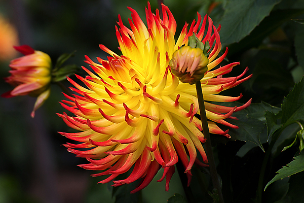 포토 JPG 해외이미지 식물 꽃잎 꽃 꽃다발 백그라운드 잎 꽃무늬 자연 사람없음 장식 여름 정원 봄 수확 벚꽃 가을 축하 신선 개화 달리아 고립 샌프란시스코 해외202004 해외포토 계절 컨셉 무늬 농업 생태계 파일형식 이미지허브