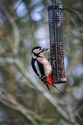 포토 JPG 해외이미지 나무 1 유럽 야생동물 날개 자연 조류 영국 앉기 성인 사람없음 야외 목재 빨간색 컬러풀 검은색 흰색 나뭇가지 시골 점 큼 깃털 싱글 꼬리 부리 나무껍질 서식지 계산서 내추럴 발톱 삼림지대 해외202004 해외포토 식물 동물 나라 컬러 재료 모션 발 사람 껍질 숲 크기 생태계 파일형식 이미지허브