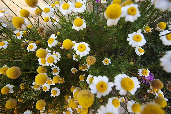 포토 JPG 해외이미지 식물 계절 꽃잎 꽃 백그라운드 잎 꽃무늬 밭 자연 하늘 건강 사람없음 야외 초록색 노란색 환경 정원 봄 성장 벚꽃 흰색 시골 신선 개화 허브 캐모마일 해외202004 해외포토 컬러 무늬 농업 생태계 파일형식 이미지허브