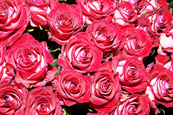 포토 JPG 해외이미지 식물 기념일 꽃잎 꽃 분홍색 꽃다발 백그라운드 잎 꽃무늬 패턴 자연 결혼식 추상 휴가 선물 사랑 사람없음 장식 빨간색 여름 컬러풀 장미 정원 봄 벚꽃 축하 신선 배열 향수 묘사 향기 열정 내추럴 많음 해외202004 해외포토 계절 감정 컬러 결혼 컨셉 무늬 이벤트 화장품 생태계 냄새 파일형식 이미지허브