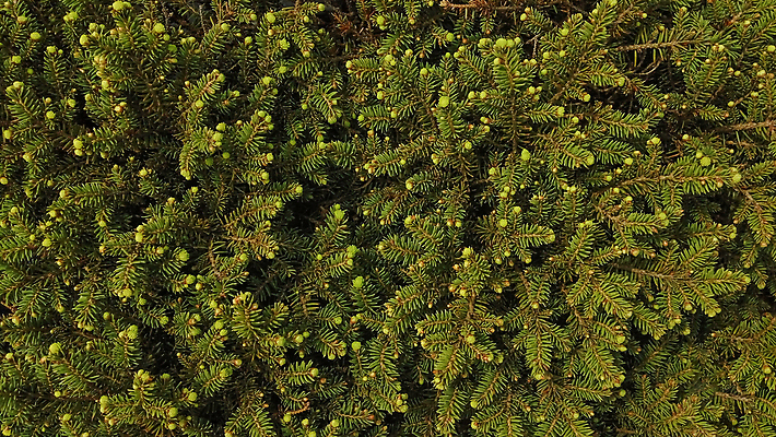 포토 JPG 해외이미지 나무 식물 전통 계절 공원 유럽 백그라운드 잎 크리스마스 겨울 꽃무늬 자연 휴가 새로움 풍경 사람없음 야외 목재 장식 가로 초록색 빛 컬러풀 갈색 새싹 환경 정원 축제 침묵 봄 나뭇가지 신선 소나무 닫기 숲 연도 묘사 원예 질감 부드러움 상록수 침엽수 전나무 내추럴 생태학 가문비나무 해외202004 해외포토 공공시설 교육 기념일 꽃 나라 컬러 컨셉 무늬 재료 모션 취미 소리 감각 생태계 파일형식 이미지허브