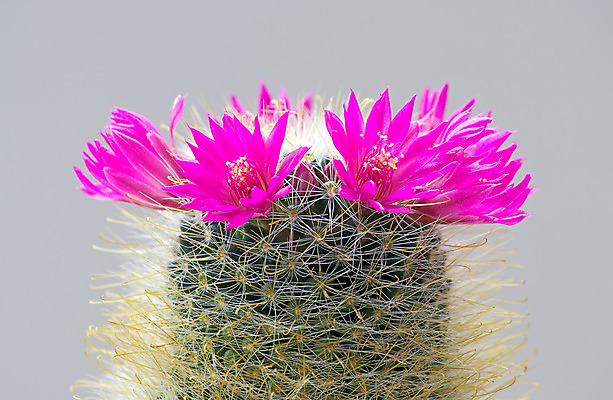 포토 JPG 해외이미지 식물 꽃 자연 선인장 사람없음 초록색 어둠 오브젝트 해외202004 해외포토 컬러 생태계 파일형식 이미지허브