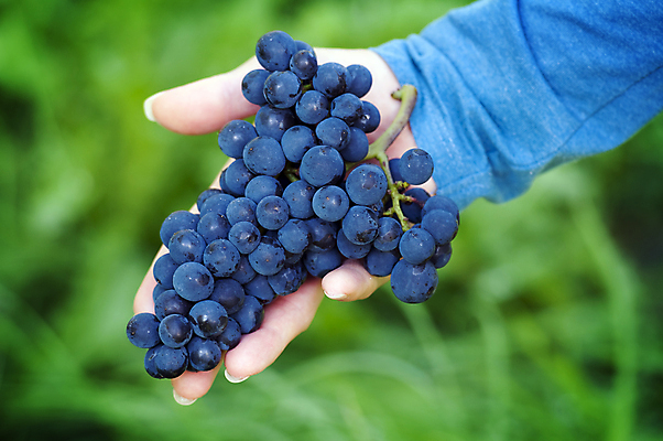 포토 JPG 해외이미지 식물 손 계절 열매 음식 잎 농업 과일 손가락 자연 포도 손바닥 사람없음 초록색 농작물 컬러풀 햇빛 농장 와인 정원 계곡 맑음 검은색 수확 성장 나뭇가지 신선 달콤 다발 보따리 유기농 원예 포도밭 포도나무 내추럴 강렬 숙성 양조장 해외202004 해외포토 나무 웰빙 산업 컬러 밭 날씨 주류 취미 신체부위 태양 맛 과일나무 생태계 파일형식 이미지허브