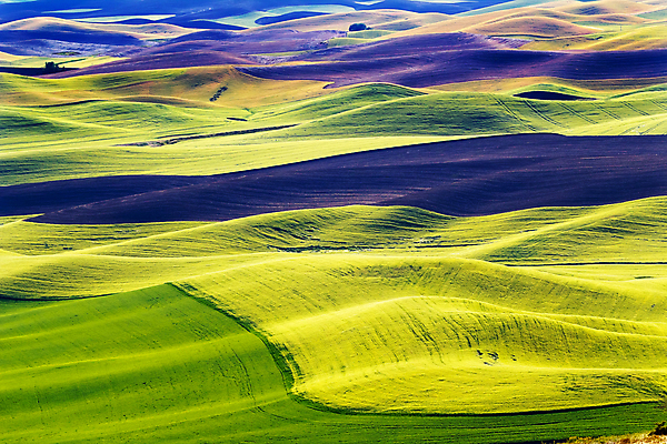 포토 JPG 해외이미지 여행 패턴 농업 자연 추상 풍경 사람없음 초록색 여름 컬러풀 농장 노란색 검은색 미국 시골 땅 밀 먼지 밭일 워싱턴 해외202004 해외포토 계절 산업 컬러 북아메리카 무늬 곡류 생태계 파일형식 이미지허브