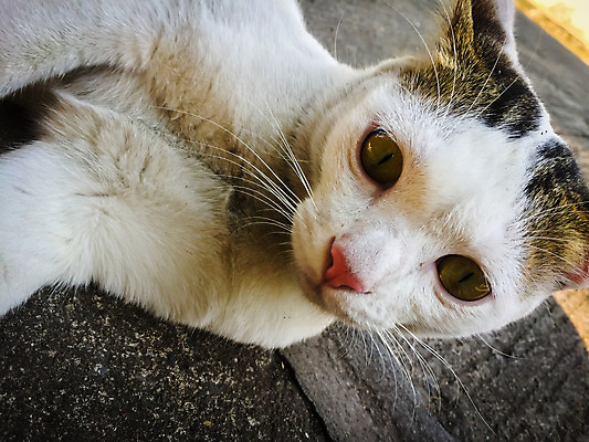 포토 JPG 해외이미지 동물 얼굴 백그라운드 포유류 자연 휴식 바닥 털 앉기 사람없음 빨간색 반려동물 노란색 고양이 흰색 거짓말 해외202004 해외포토 컬러 컨셉 모션 신체부위 생태계 파일형식 이미지허브