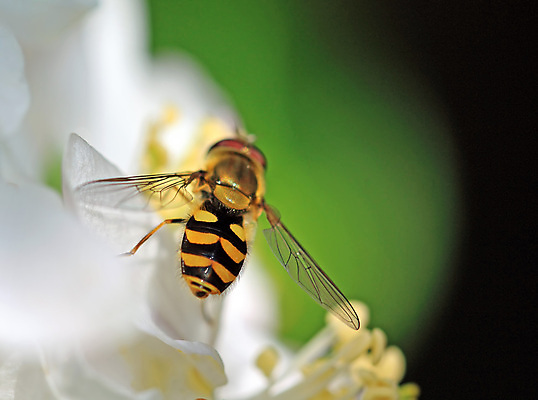 포토 JPG 해외이미지 나무 식물 계절 공원 꽃잎 꽃 백그라운드 꽃무늬 자연 하늘 사람없음 야외 파란색 빛 컬러풀 정원 일본 맑음 봄 성장 벚꽃 흰색 나뭇가지 신선 개화 체리 말벌 수분 5월 묘사 원예 꿀 자두 내추럴 꽃수술 막자 호박벌 해외202004 해외포토 공공시설 아시아 컬러 무늬 과일 날씨 취미 날짜 벌_곤충 생태계 파일형식 이미지허브