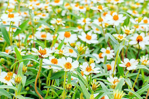 포토 JPG 해외이미지 식물 1 디자인 계절 공원 꽃잎 꽃 행복 종이 분홍색 꽃다발 꽃무늬 밭 오렌지 자연 추상 발렌타인데이 사랑 사람없음 초록색 컬러풀 사무실 노란색 정원 봄 공백 벚꽃 축하 기록 원형 닫기 싱글 원예 내추럴 고립 해외202004 해외포토 도형 공공시설 감정 컬러 컨셉 무늬 농업 과일 비즈니스 모션 데이이벤트 취미 생태계 파일형식 이미지허브