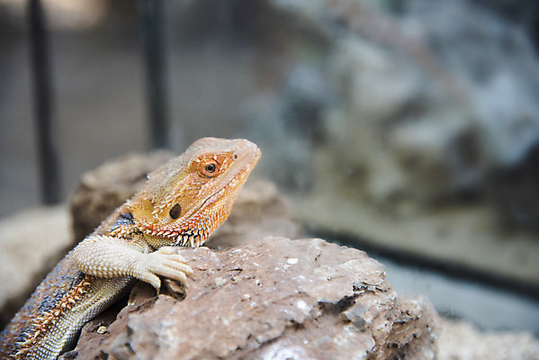 포토 JPG 해외이미지 동물 응시 야생동물 백그라운드 오렌지 파충류 자연 수염 동물원 사람없음 반려동물 햇빛 태양 노란색 우주 사막 흰색 용 자신감 닫기 호주 큼 눈금 도마뱀 이구아나 당나귀 내추럴 나쁜 고립 동물상 이국적 챔피언 해외202004 해외포토 자연요소 시선 감정 컬러 과일 모션 조형물 말_동물 오세아니아 크기 생태계 파일형식 이미지허브