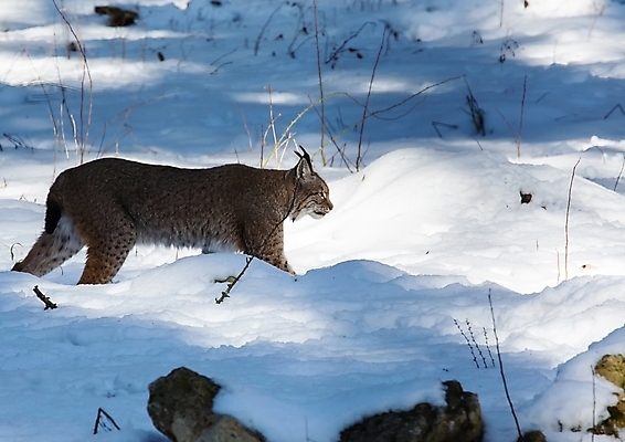 포토 JPG 해외이미지 주간 야생동물 포즈 겨울 포유류 사람없음 야외 고양이 추위 스라소니 해외202004 해외포토 자연요소 동물 계절 반려동물 파일형식 이미지허브