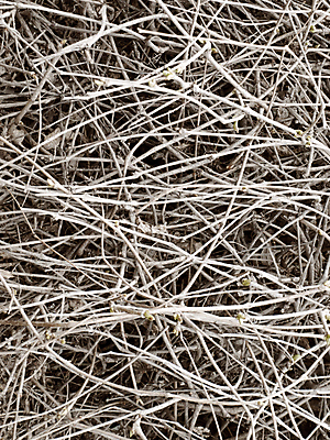 포토 JPG 해외이미지 나무 식물 디자인 배너 포스터 선 벽 백그라운드 패턴 자연 추상 함께함 사람없음 목재 장식 세로 갈색 노란색 쌓기 새싹 달력 가을 나뭇가지 막대기 칼날 다발 묶기 보따리 유기농 질감 심플 나무껍질 내추럴 그런지 볏집 해외202004 해외포토 웰빙 계절 컬러 컨셉 무늬 재료 모션 껍질 생태계 파일형식 이미지허브