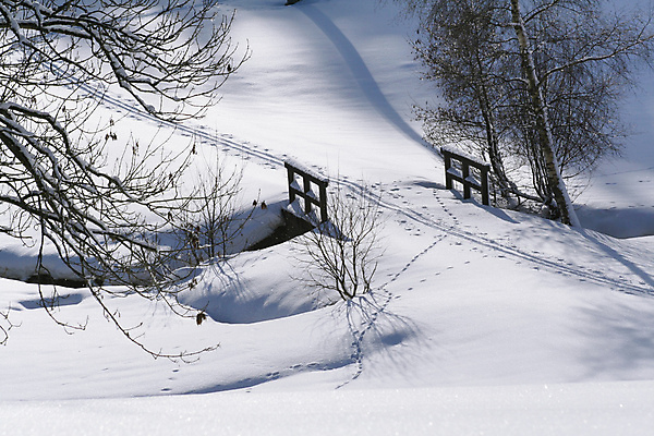 포토 JPG 해외이미지 나무 크리스마스 겨울 자연 독일 풍경 사람없음 목재 반사 냉동 추위 흰색 개울 담요 스웨터 온도 추적 배수구 선로 자취 해외202004 해외포토 식물 계절 기념일 유럽 컬러 상의 재료 모션 강 생태계 파일형식 이미지허브