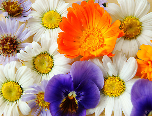 포토 JPG 해외이미지 나무 식물 디자인 계절 꽃잎 꽃 분홍색 꽃다발 백그라운드 잎 패턴 오렌지 자연 해바라기 국화 미술 사람없음 빨간색 초록색 파란색 컬러풀 햇빛 태양 노란색 봄 활발 벚꽃 닫기 원예 엽서 꽃가루 넘어짐 해외202004 해외포토 자연요소 컬러 컨셉 무늬 과일 모션 문화예술 취미 가루 편지 생태계 파일형식 이미지허브