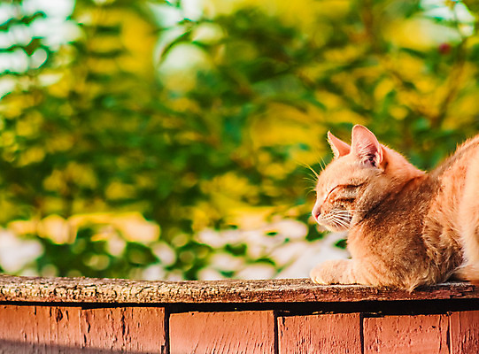 포토 JPG 해외이미지 동물 1 응시 오렌지 포유류 자연 앉기 사람없음 야외 목재 빨간색 울타리 반려동물 정원 고양이 표현 잠 노려봄 거짓말 옛날 해외202004 해외포토 나무 시선 컬러 과일 재료 모션 표정 담장 생태계 파일형식 이미지허브